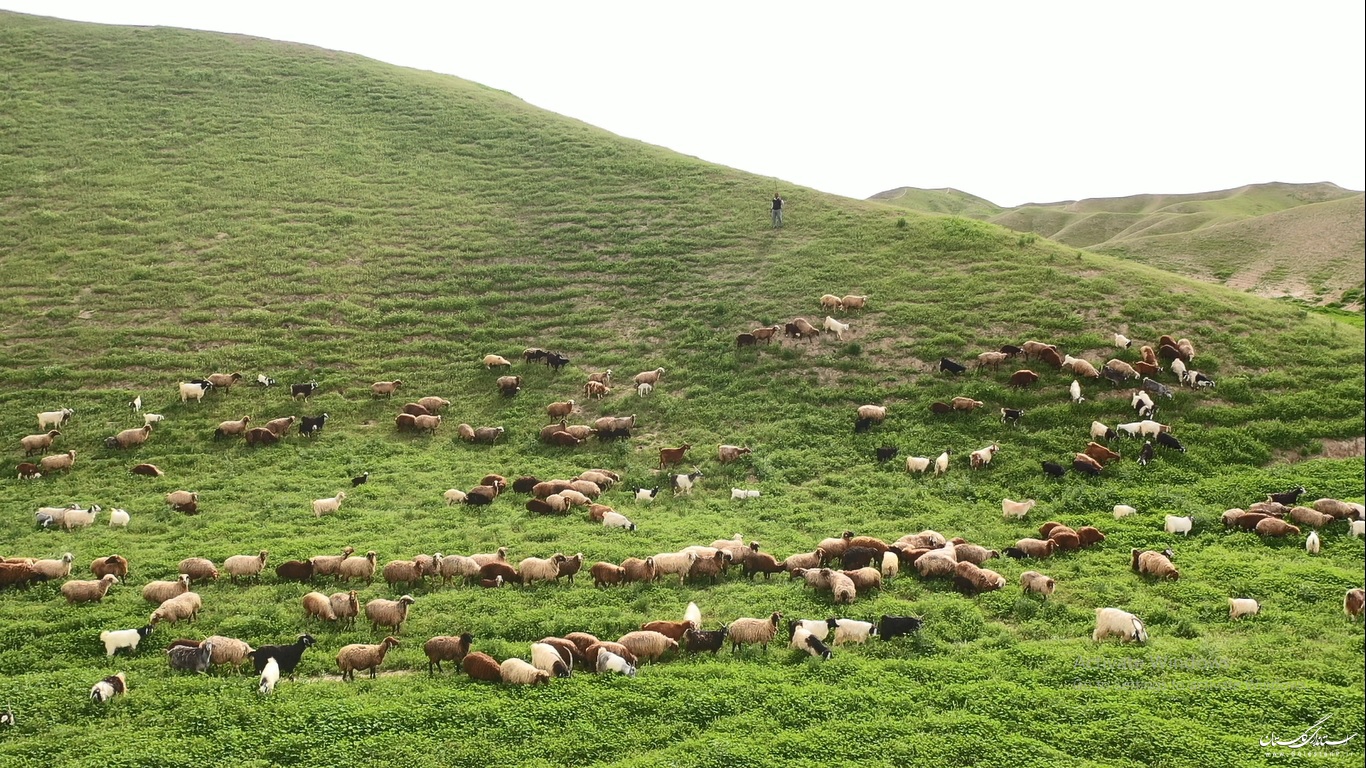 فرمانده یگان حفاظت منابع طبیعی استان خبر داد: پیشگیری از تصرف ۸۵ هکتاری اراضی ملی زنجان